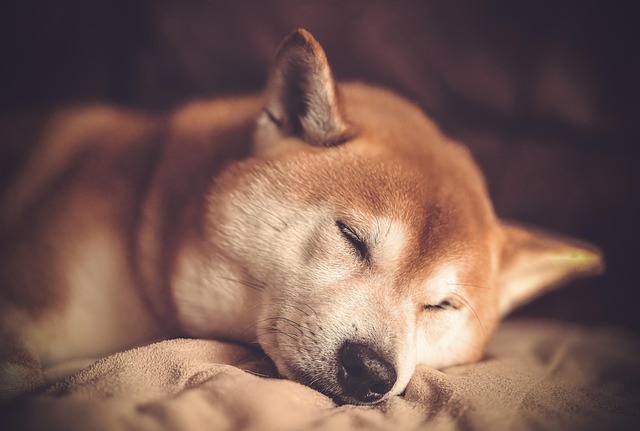 Akita inu je velmi aktivní.