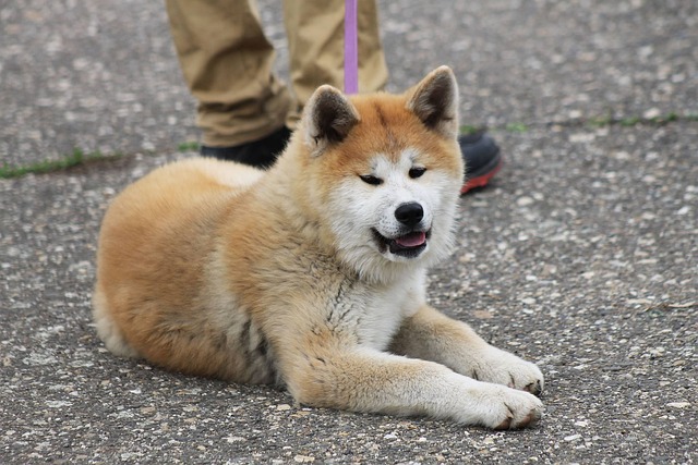 Akita inu se mi moc líbí.